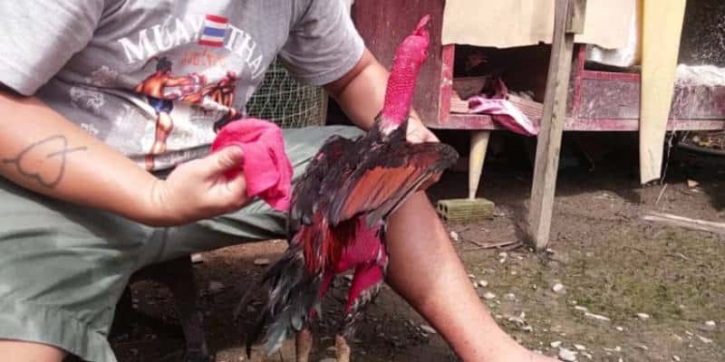 05 bí kíp chăm sóc gà chiến cực chuẩn từ cao thủ