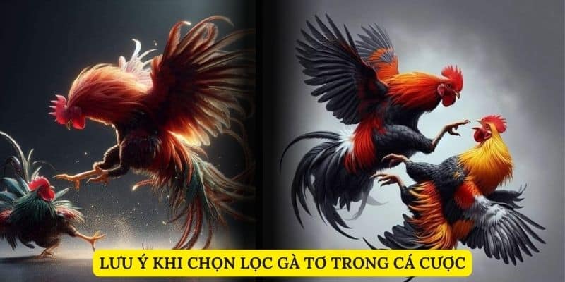 Lưu ý khi chọn lọc gà tơ trong cá cược