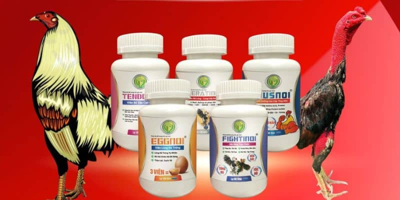 Bổ sung protein đầy đủ giúp gà phát triển cơ bắp