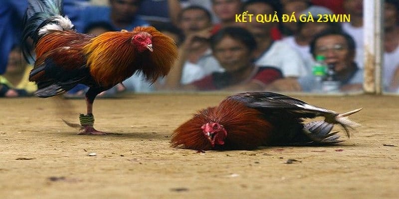 Đá gà 23Win thua khi ở những tình huống nhất định